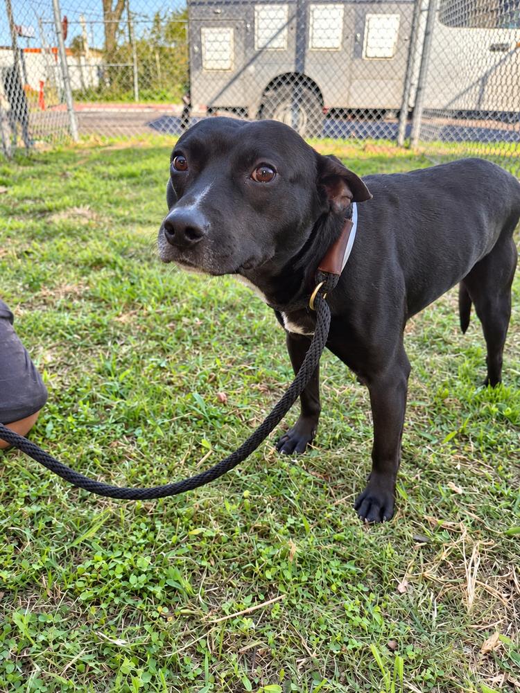 Enlarge Dave, a Adoptable mixed breed in Saugus, MA image 3/6