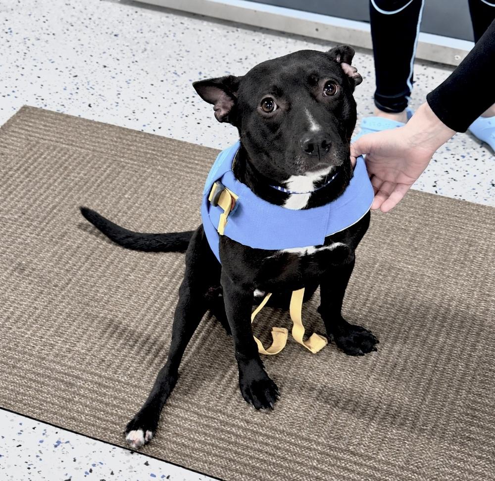 Enlarge Dave, a Adoptable mixed breed in Saugus, MA image 4/6