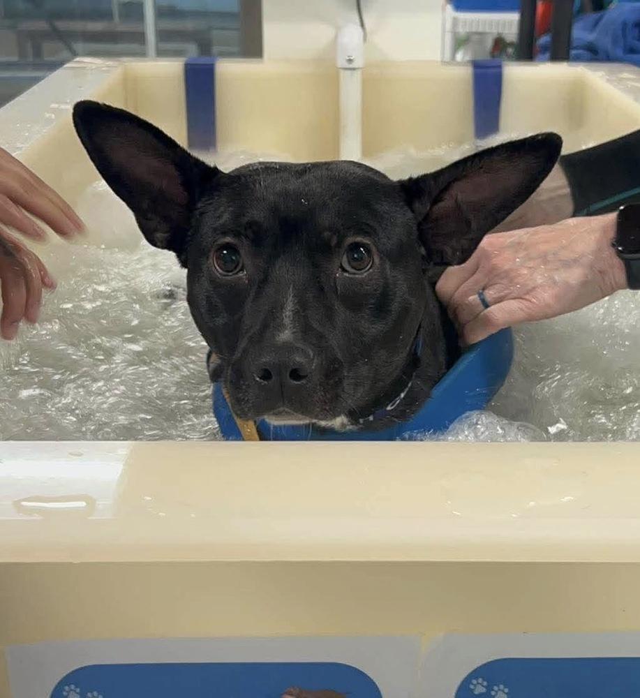 Enlarge Dave, a Adoptable mixed breed in Saugus, MA image 5/6
