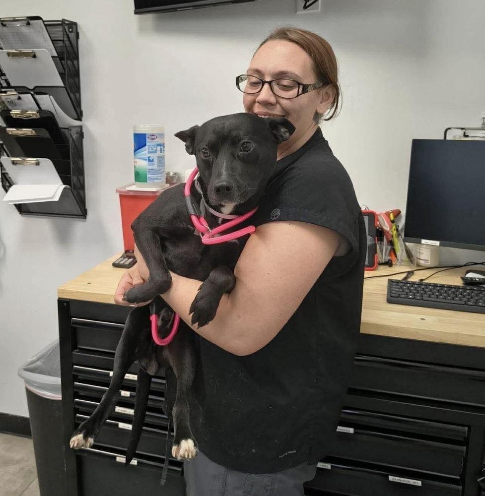 Enlarge Dave, a Adoptable mixed breed in Saugus, MA image 6/6