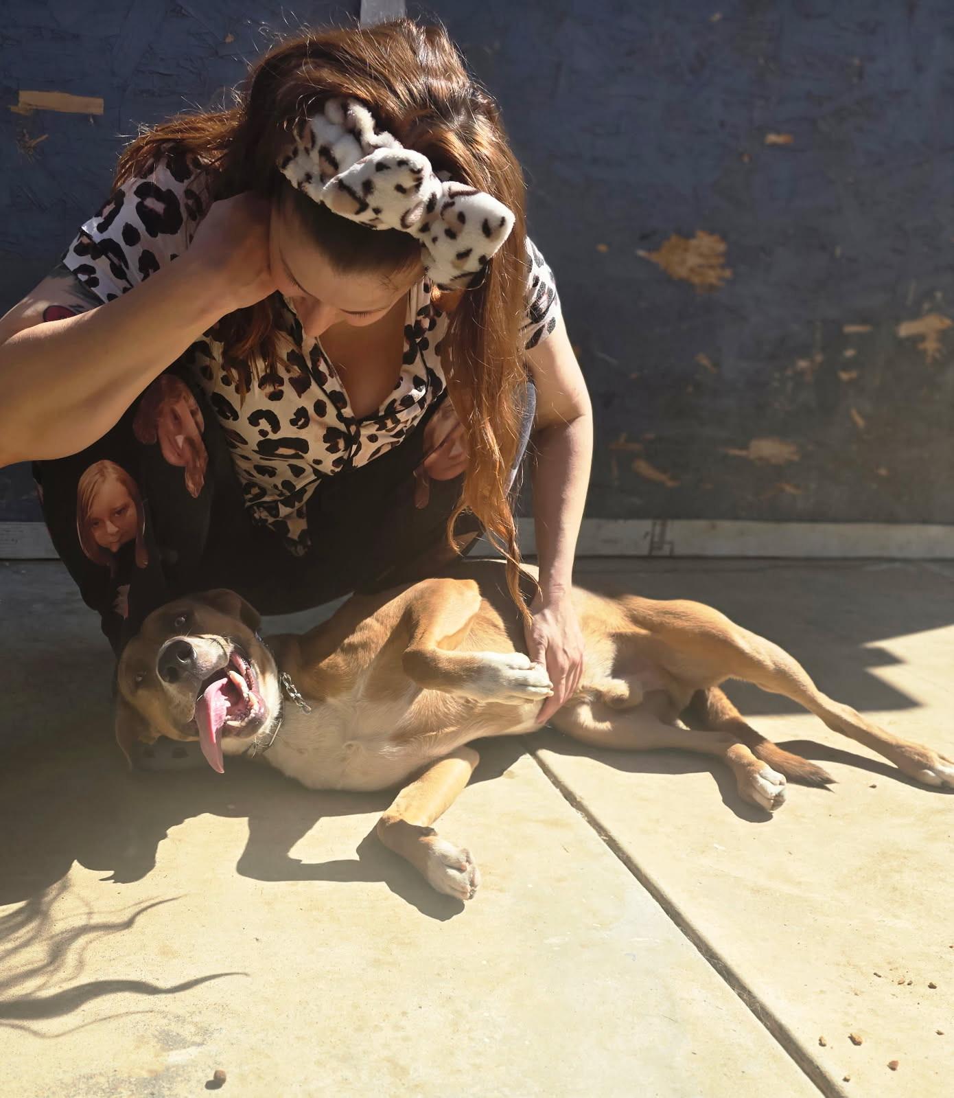 Enlarge Bennie, a Adoptable mixed breed in Irvine , CA image 4/6