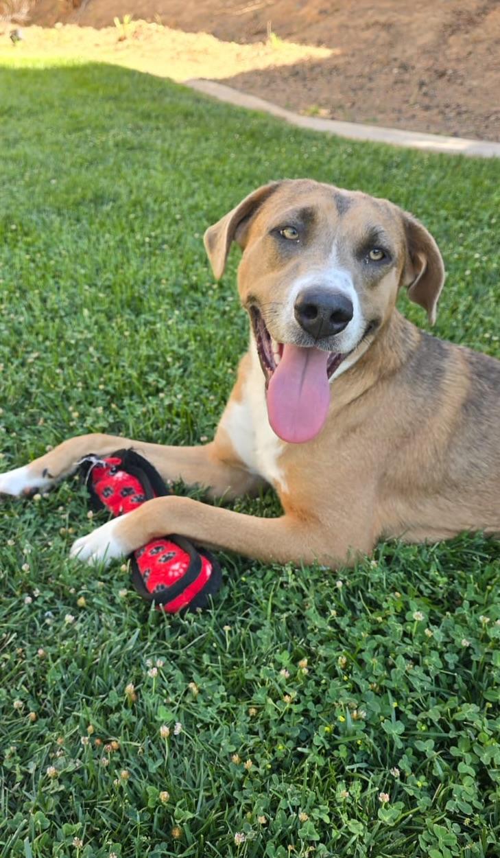 Bennie, Adoptable, Young Male Terrier.