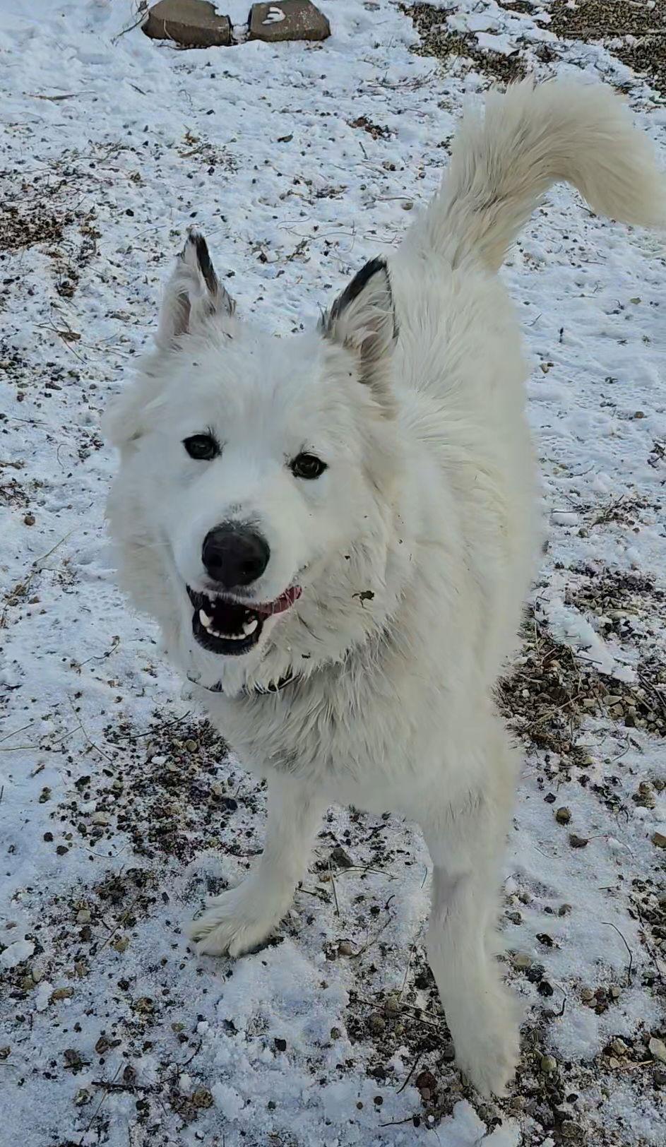 Artemis, Adopted, Young Female Great Pyrenees & Husky.