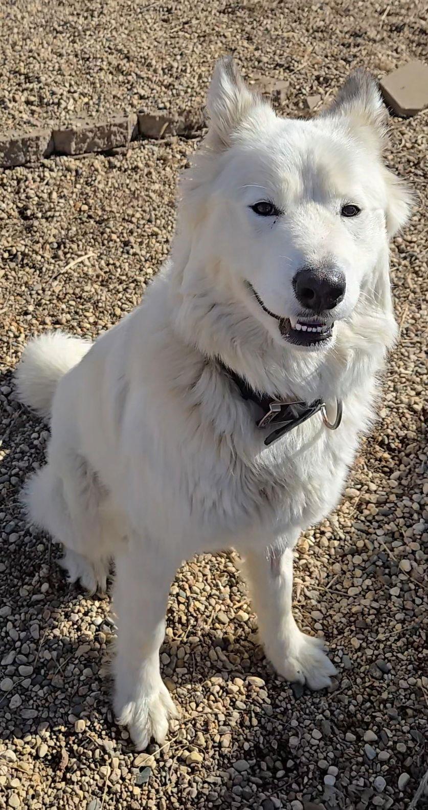 Enlarge Artemis, a Adopted mixed breed in Estherville, IA image 2/3
