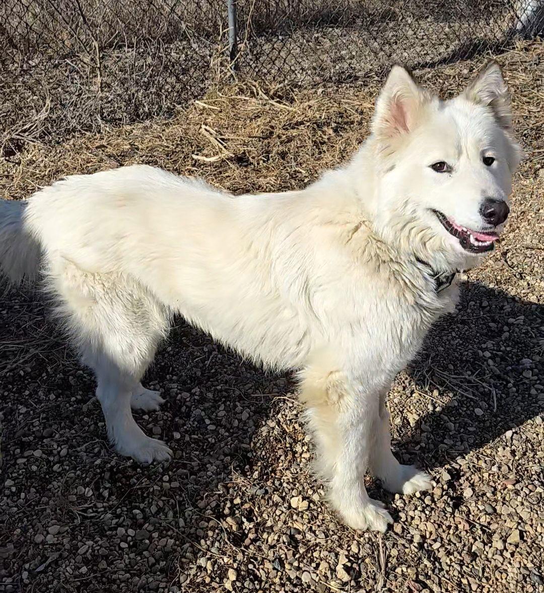 Enlarge Artemis, a Adopted mixed breed in Estherville, IA image 3/3