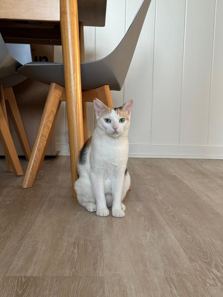 Enlarge Tiny, a Adoptable Domestic Short Hair in Mililani, HI image 2/5