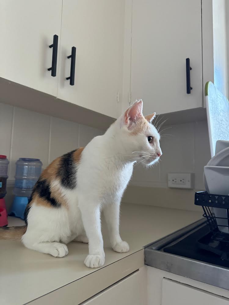 Enlarge Tiny, a Adoptable Domestic Short Hair in Mililani, HI image 5/5