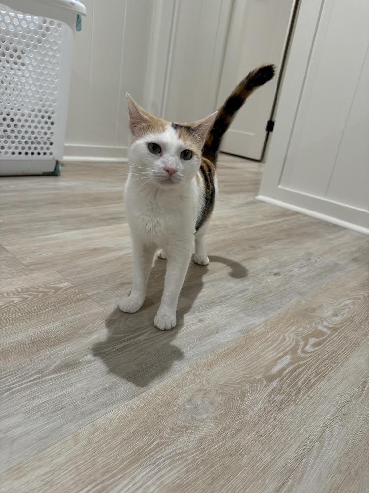 Enlarge Tiny, a Adoptable Domestic Short Hair in Mililani, HI image 1/5