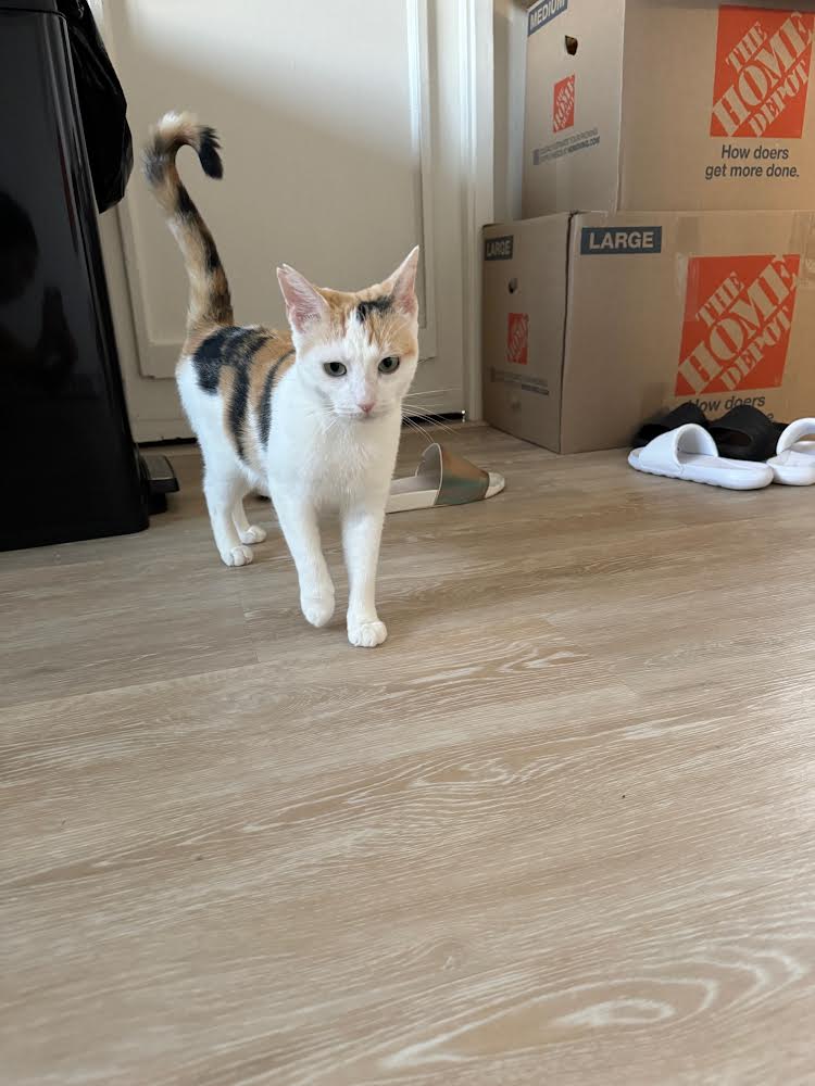 Enlarge Tiny, a Adoptable Domestic Short Hair in Mililani, HI image 4/5