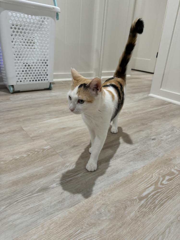 Enlarge Tiny, a Adoptable Domestic Short Hair in Mililani, HI image 3/5