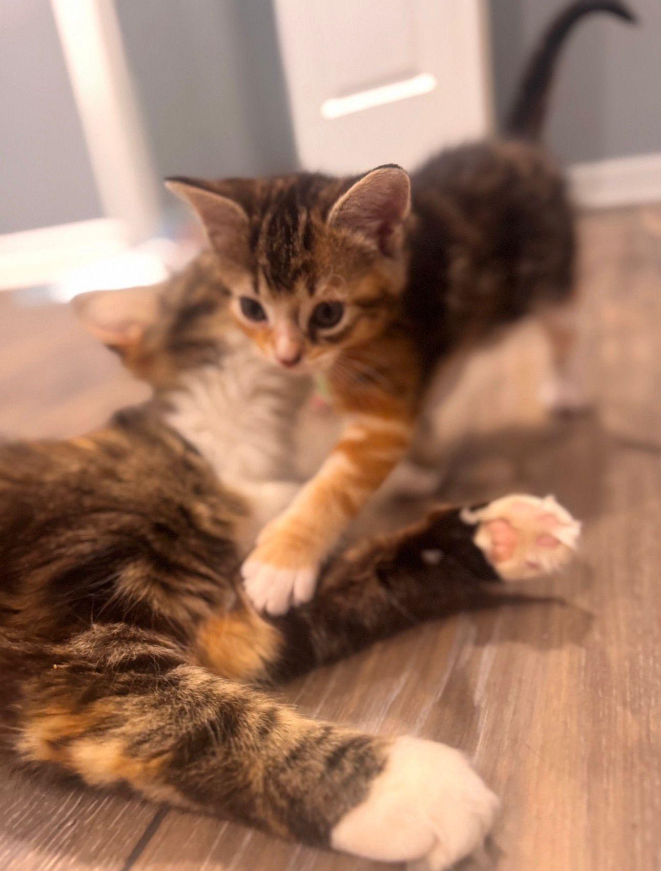 Lainey (bonded with Cece), a ADOPTABLE Calico in Sharpsburg, GA image 4/6