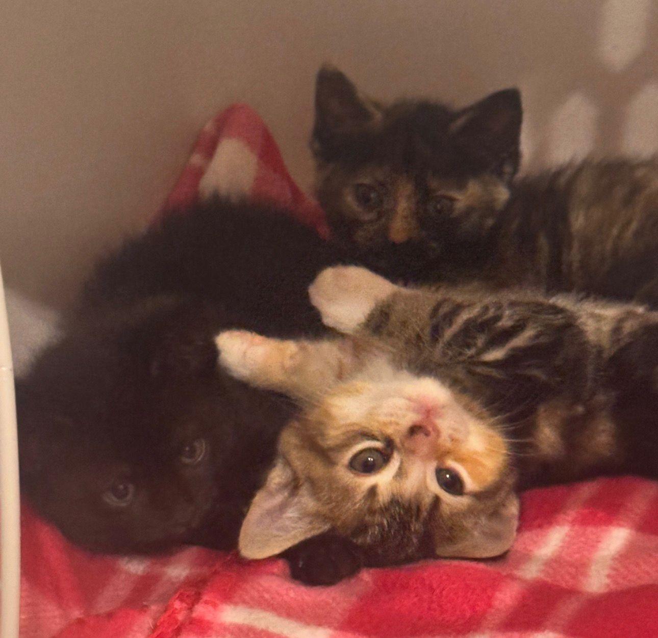 Lainey (bonded with Cece), a ADOPTABLE Calico in Sharpsburg, GA image 5/6