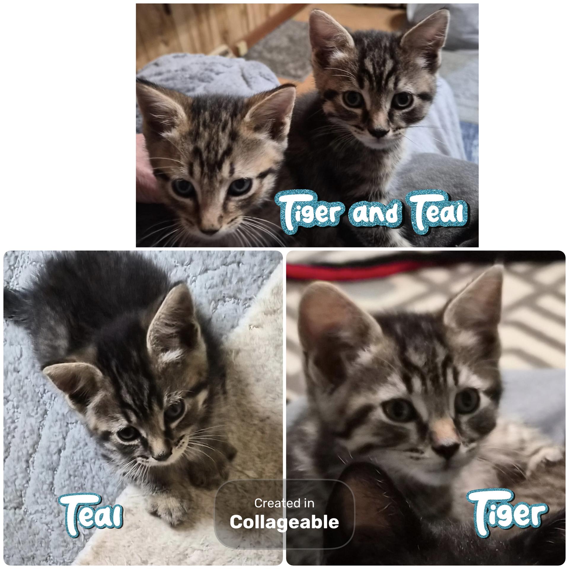 Teal and Tiger (SC), ADOPTABLE, Kitten Male Domestic Short Hair.