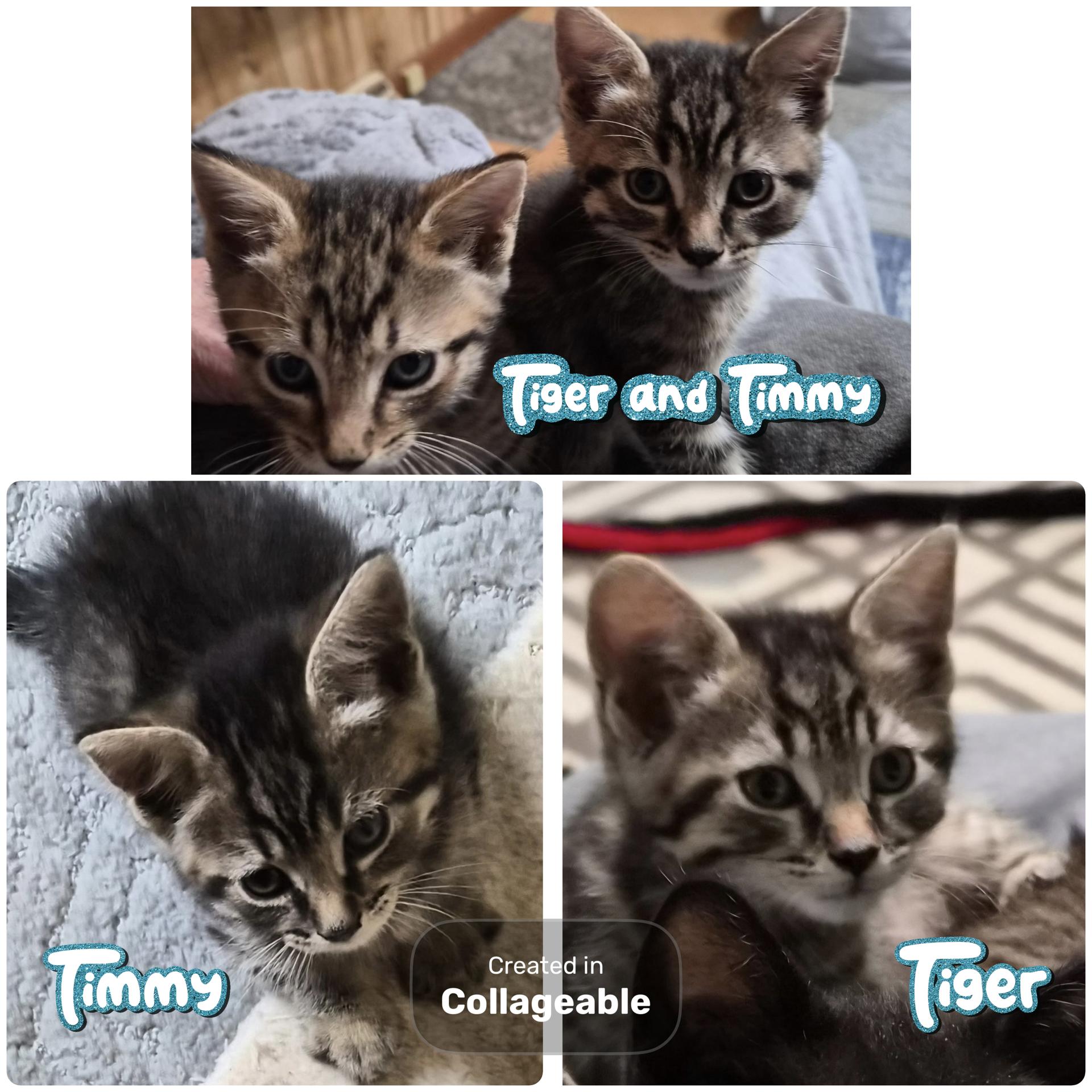 Enlarge Timmy and Tiger (SC), a ADOPTABLE Domestic Short Hair in Clinton, IL image 1/1