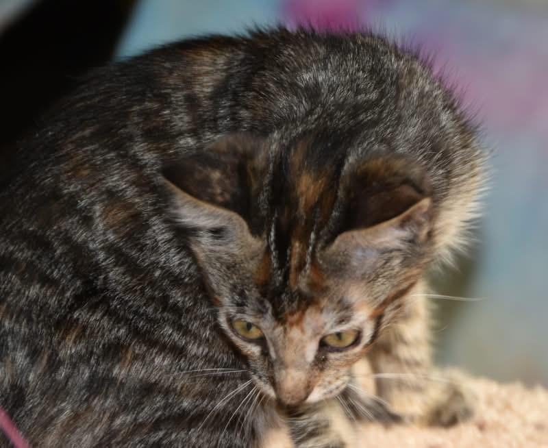 Bagel (Lisa-fostered in New England) photo 3