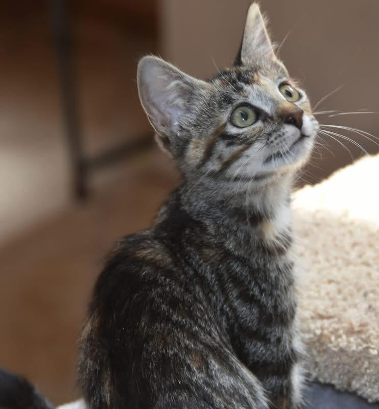 Bagel (Lisa-fostered in New England), Baby Female unknown