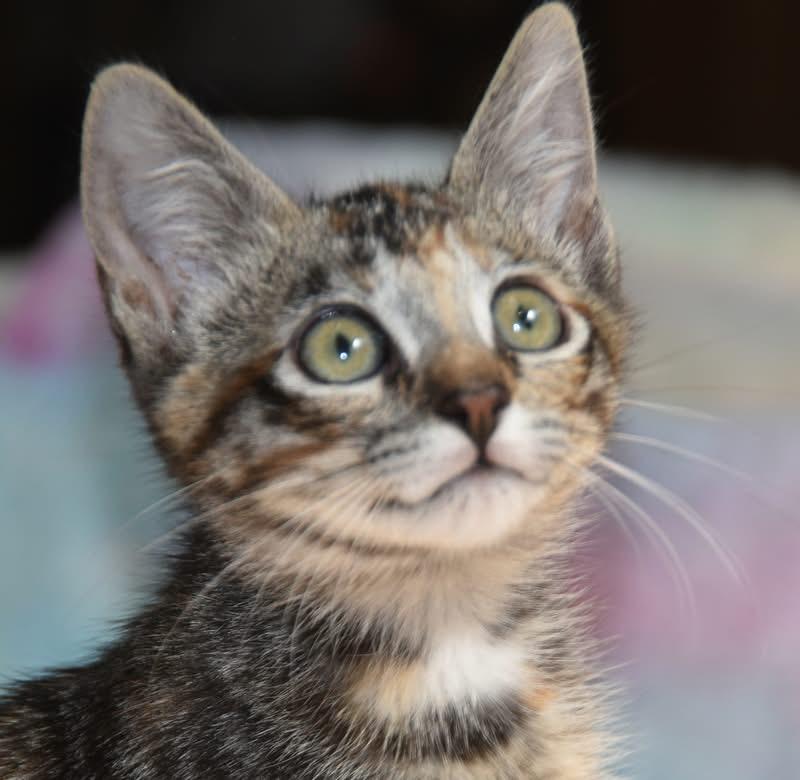 Bagel (Lisa-fostered in New England) photo 4