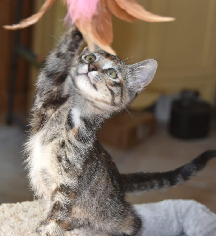 Bagel (Lisa-fostered in New England) photo 2