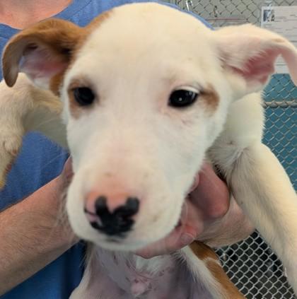 Enlarge Krilin, a Adoptable mixed breed in Flagstaff, AZ image 2/2