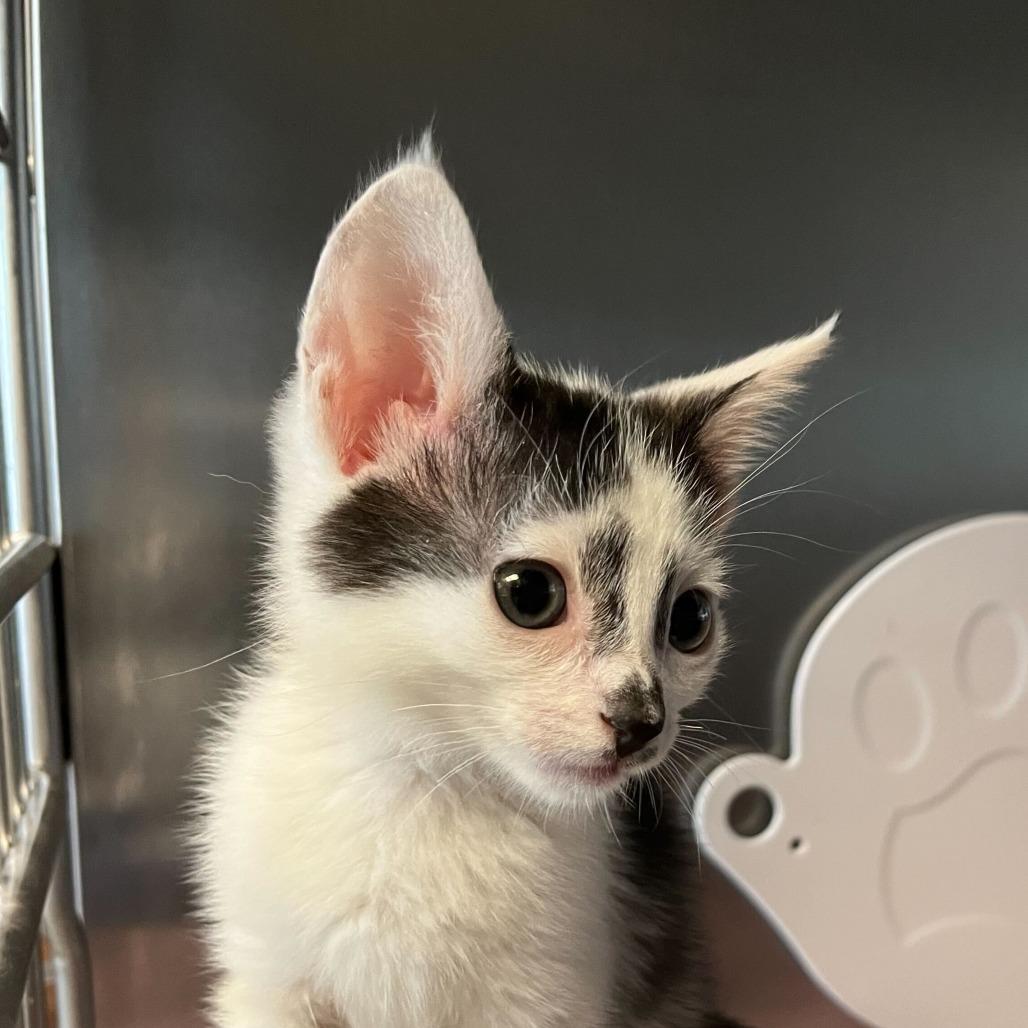 Flor — thumbnail 2