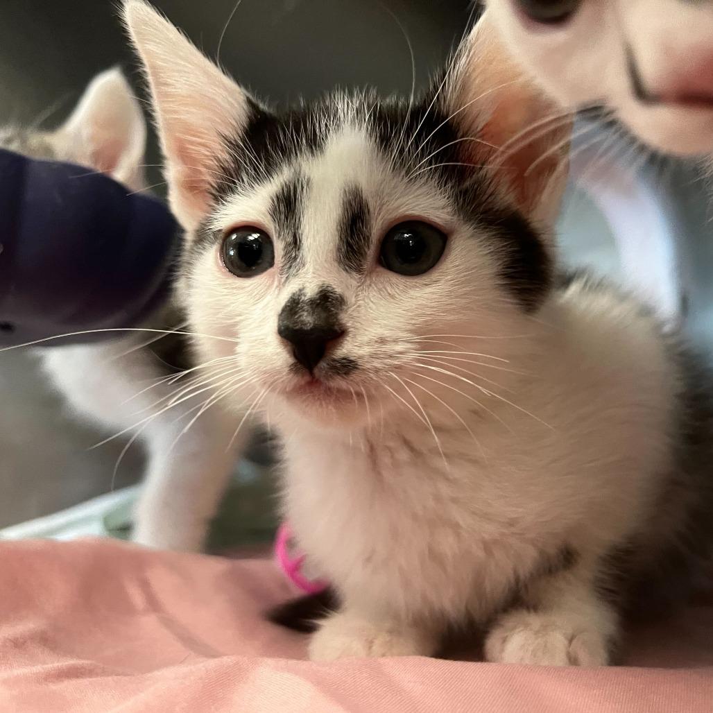 Flor — thumbnail 3