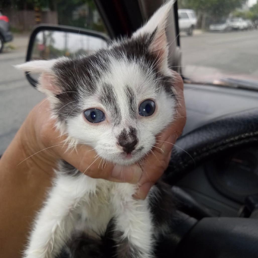 Flor — thumbnail 4