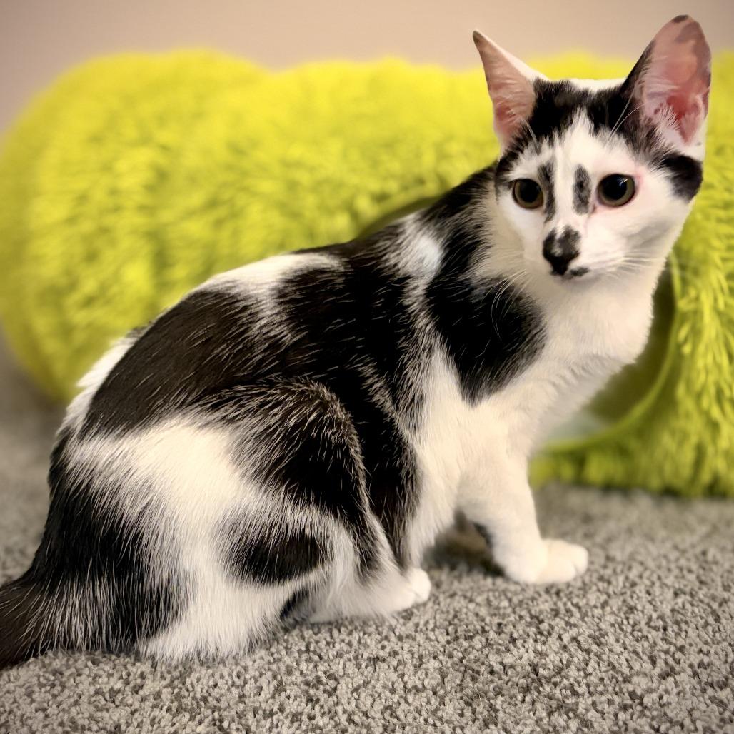 Flor — thumbnail 5