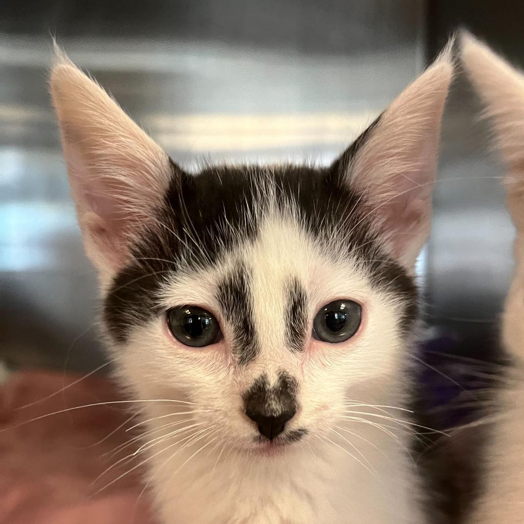 Flor — thumbnail 6