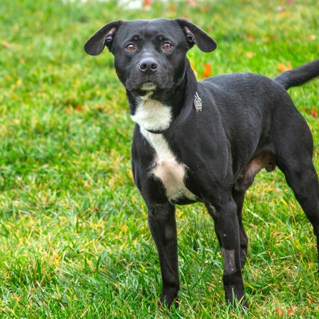 KANE, Adoptable, Adult Male Pit Bull Terrier & Mixed Breed.
