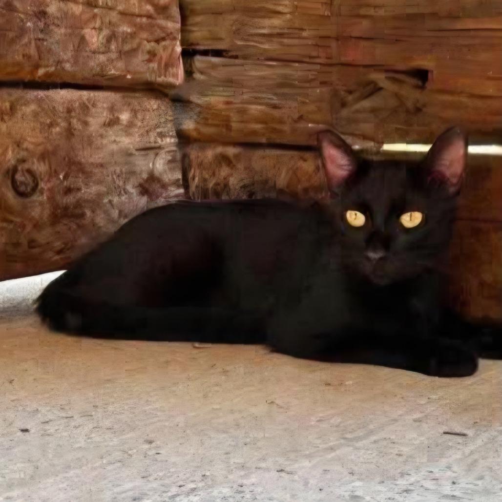 Carter, Adoptable, Young Female Domestic Short Hair.