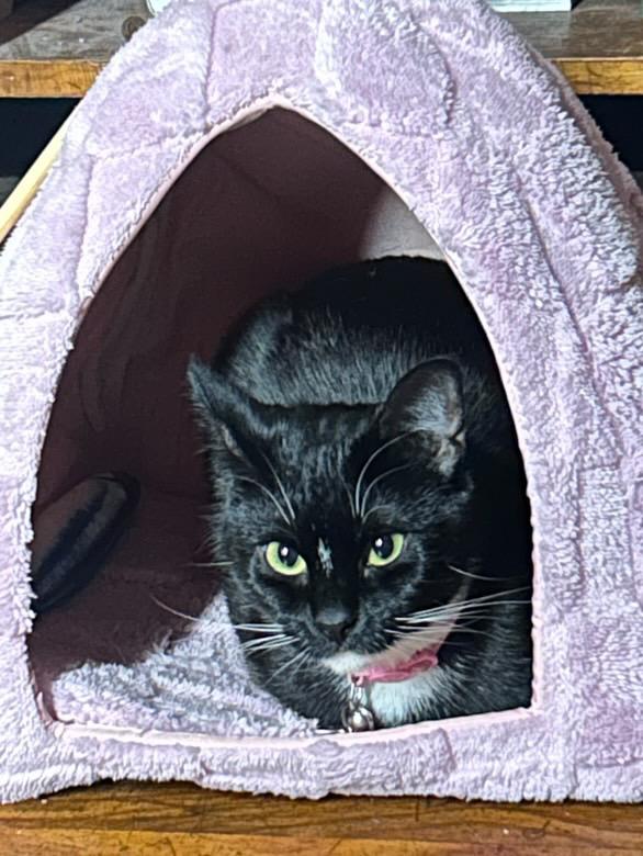 Enlarge Lola, a Adopted Domestic Short Hair in Bayonne, NJ image 2/4