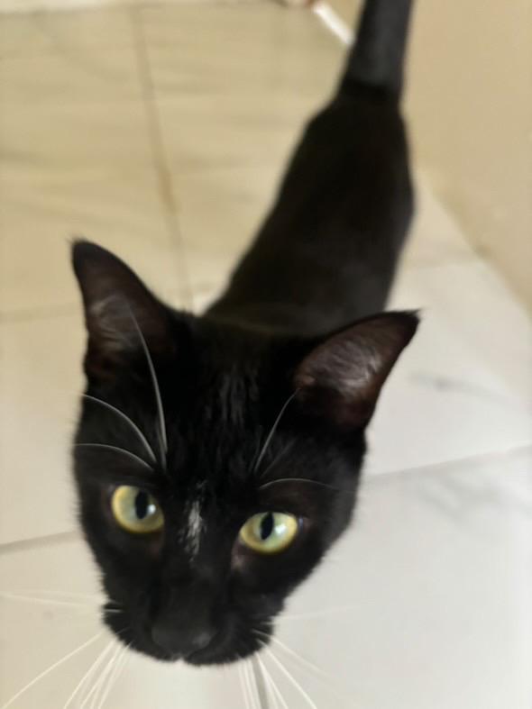 Lola, Adopted, Adult Female Domestic Short Hair.
