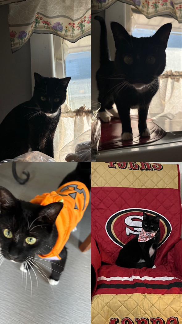 Enlarge Lola, a Adopted Domestic Short Hair in Bayonne, NJ image 4/4