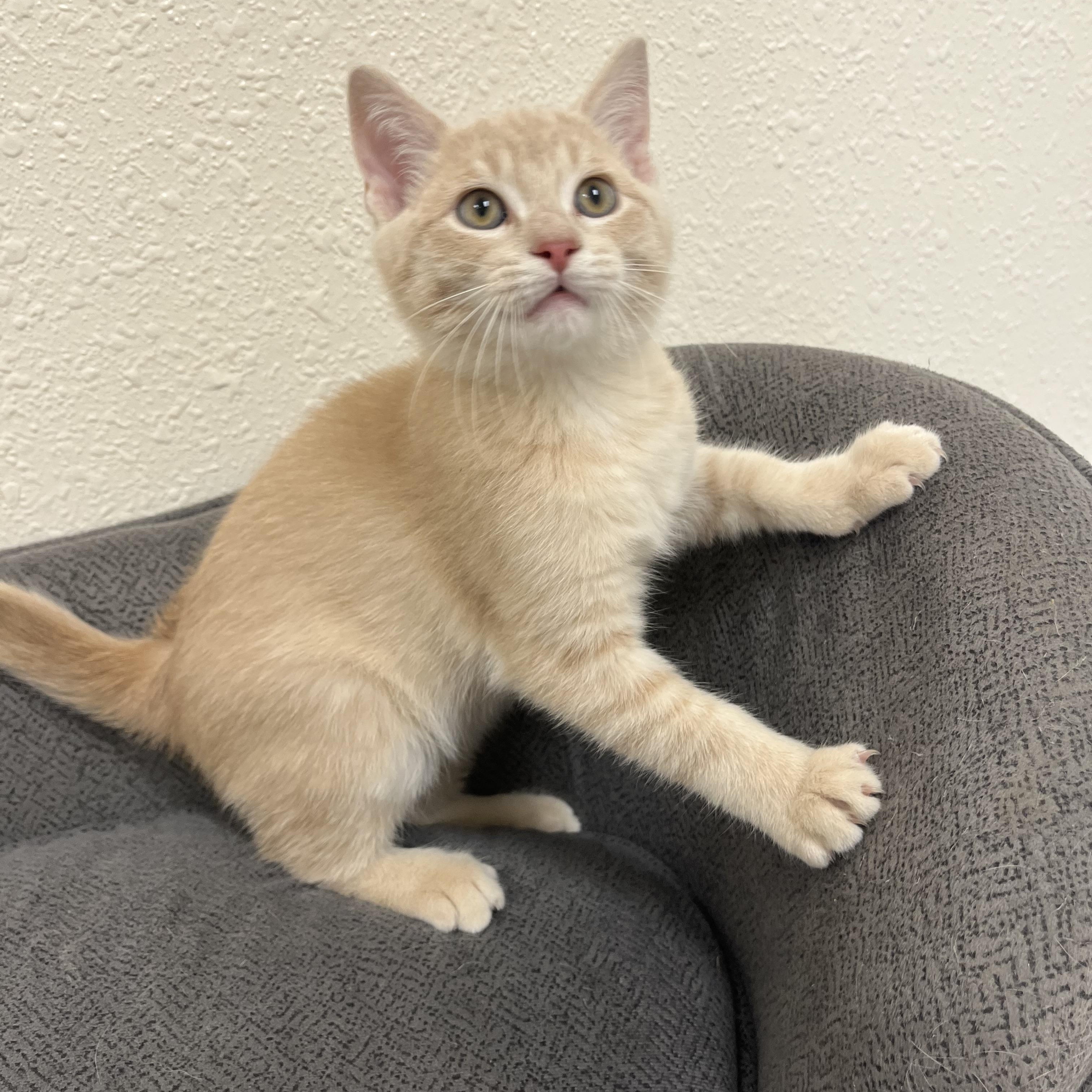 Enlarge Oyster, a Adoptable Domestic Short Hair in Red Wing, MN image 2/2