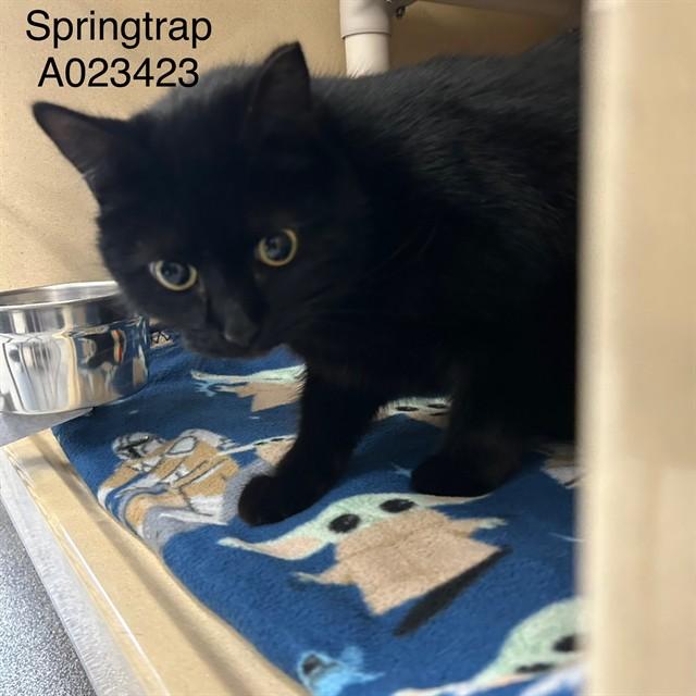 Enlarge SPRINGTRAP, a Adoptable Domestic Short Hair in Lincolnton, NC image 1/1