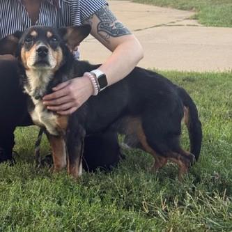 Enlarge Maynard, an adopted mixed breed in Elk Grove Village, IL image 2/3