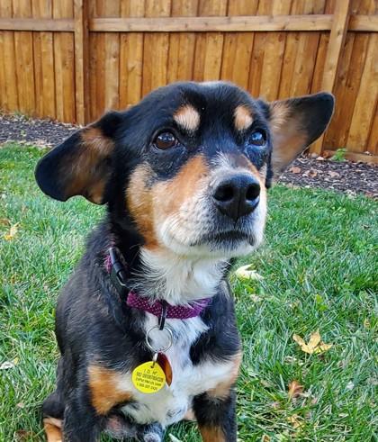 Enlarge Maynard, an adopted mixed breed in Elk Grove Village, IL image 3/3