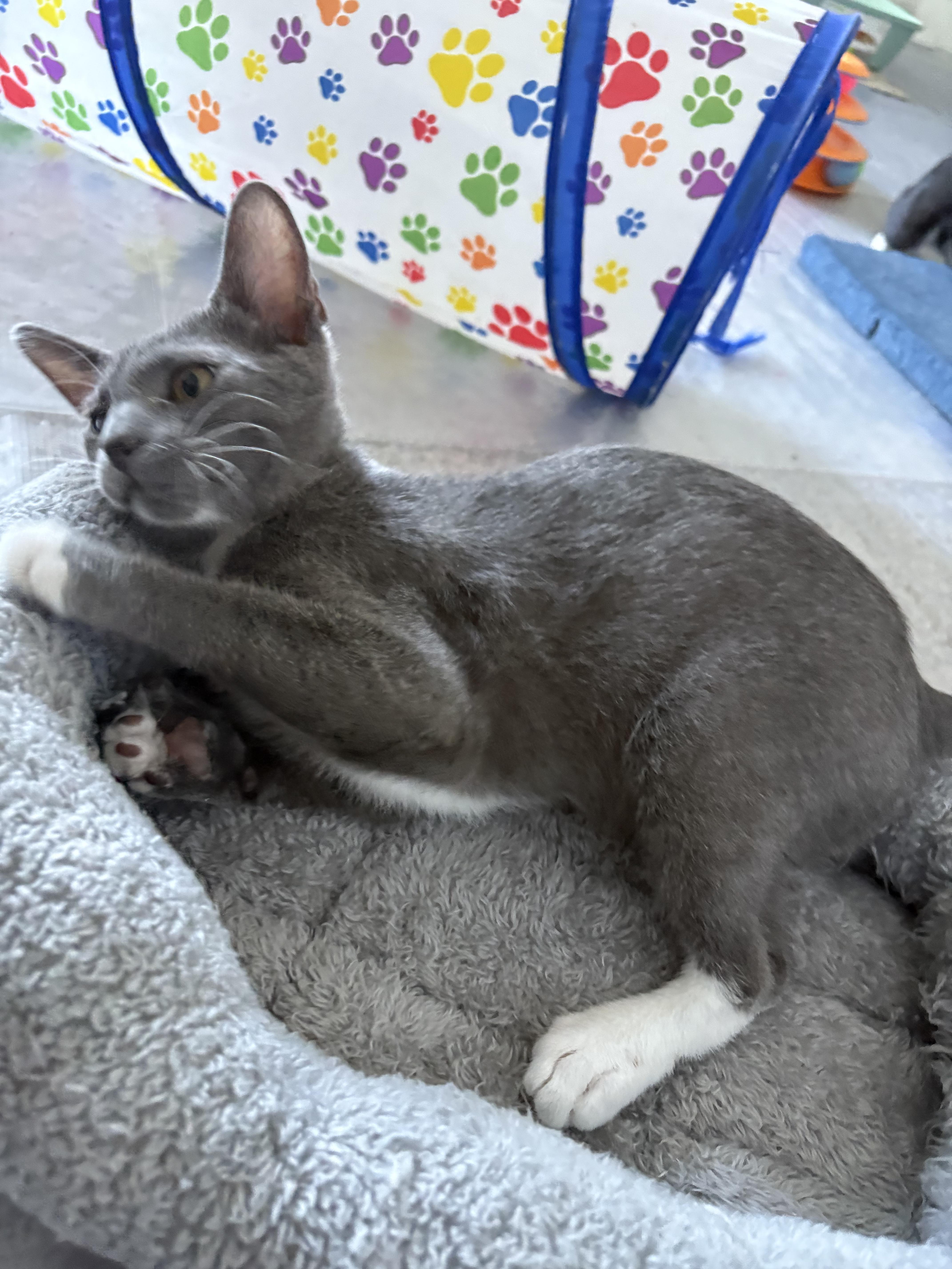 Nick, a Adoptable Domestic Short Hair in Phoenix, AZ image 4/4