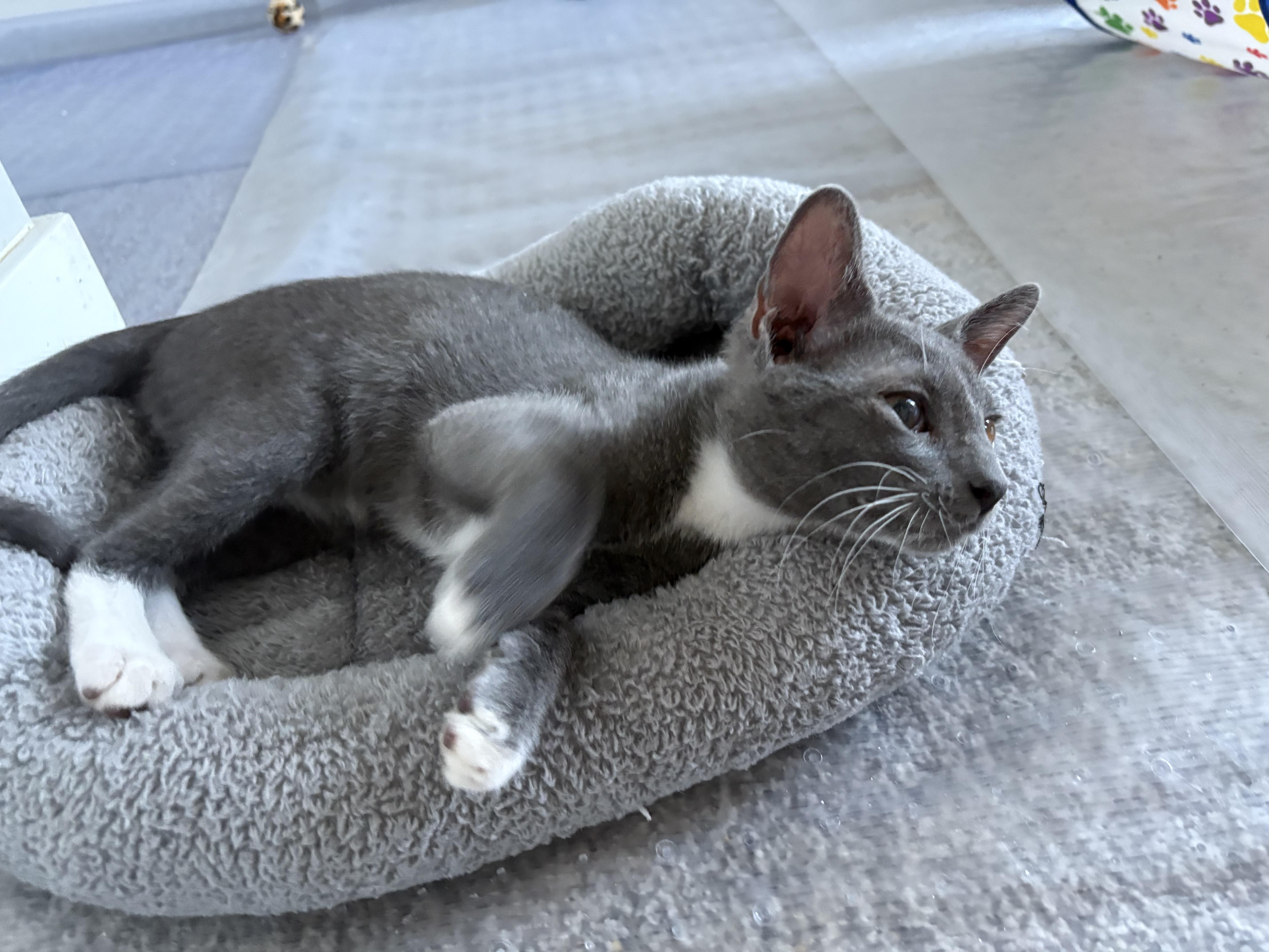 Nick, Adoptable, Young Male Domestic Short Hair.