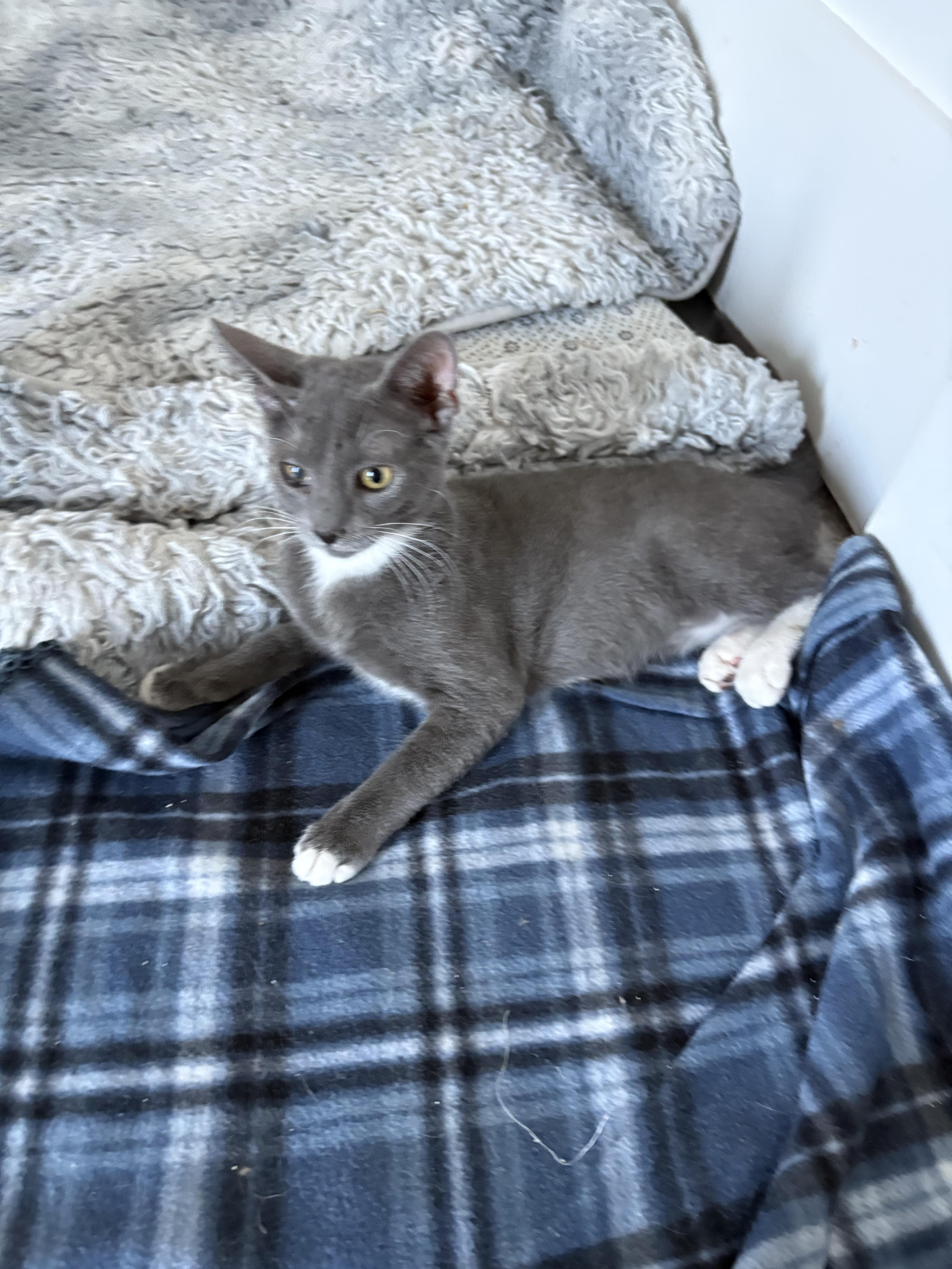 Nick, a Adoptable Domestic Short Hair in Phoenix, AZ image 3/4