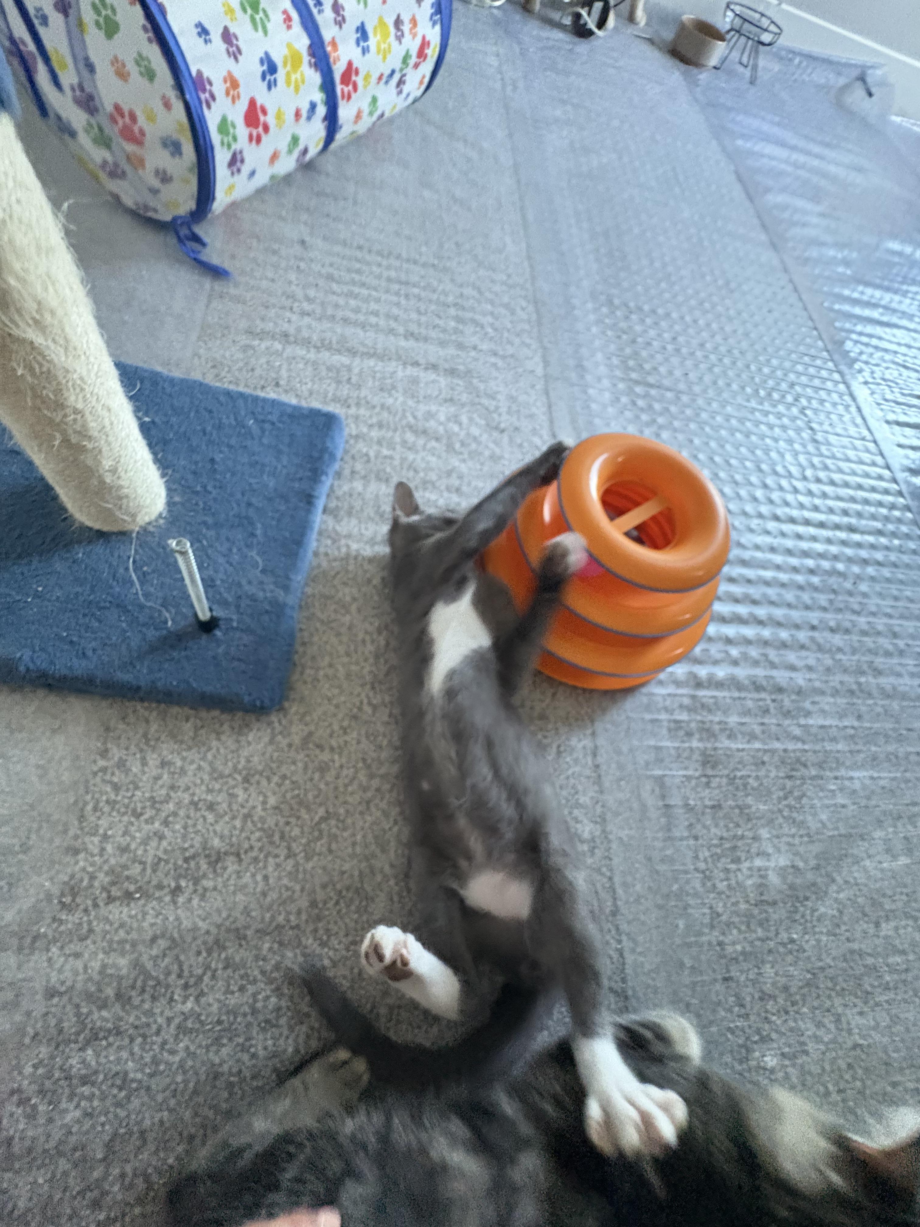 Nick, a Adoptable Domestic Short Hair in Phoenix, AZ image 2/4