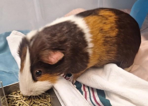 Periwinkle, Adoptable, Young Male Guinea Pig.