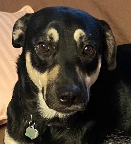 Nala, Adoptable, Adult Female Mixed Breed.