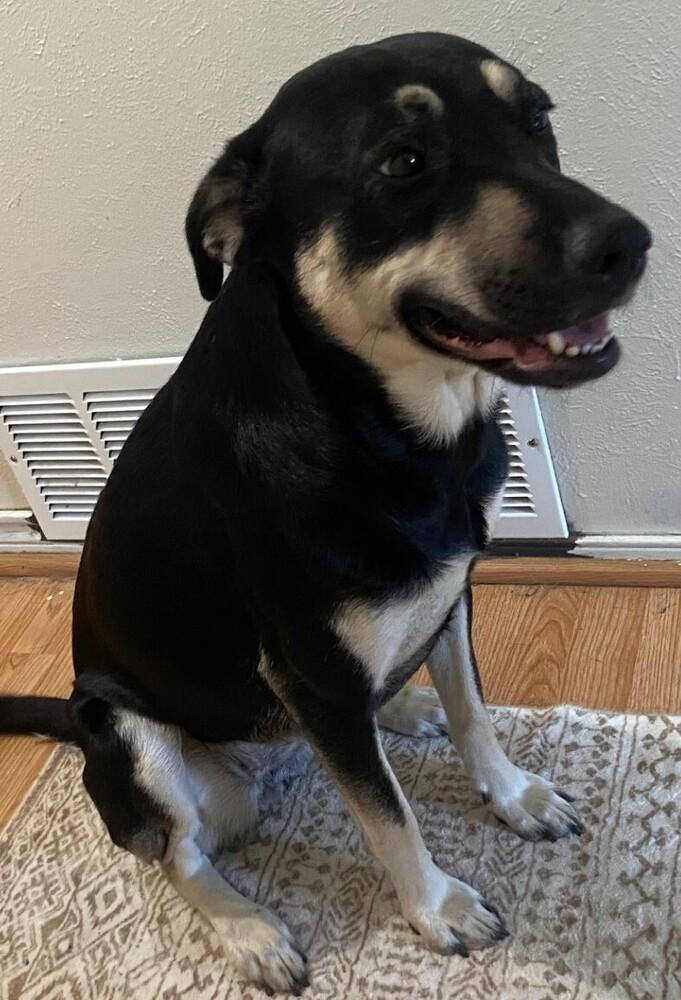 Nala, a Adoptable mixed breed in Dallas, TX image 2/5