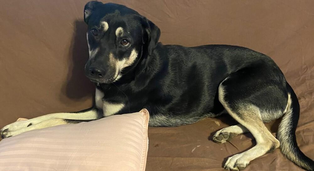 Nala, a Adoptable mixed breed in Dallas, TX image 3/5