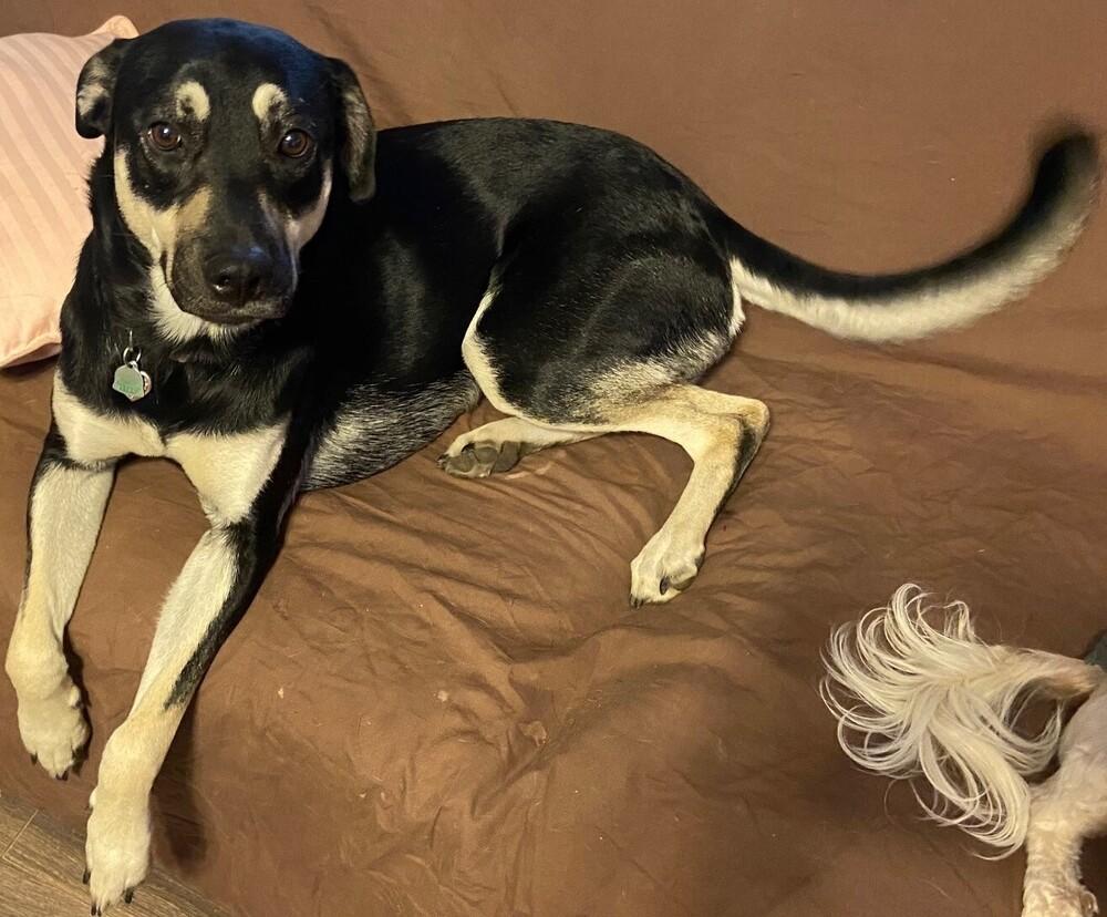 Nala, a Adoptable mixed breed in Dallas, TX image 4/5
