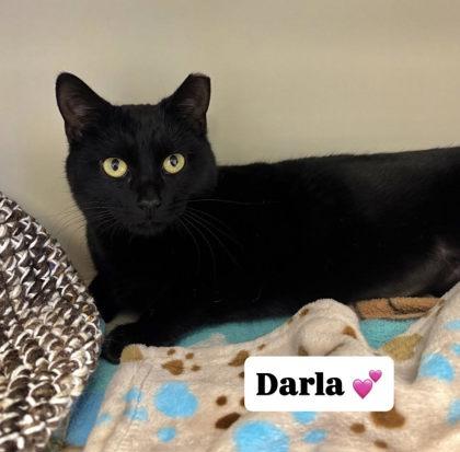 Darla, Adoptable, Adult Female Domestic Short Hair & Domestic Short Hair.