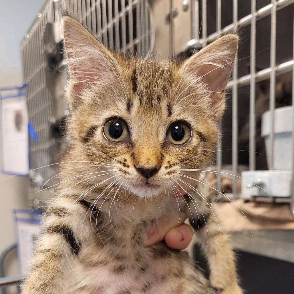 Enlarge Carmel, a Adoptable mixed breed in Englewood, FL image 1/2