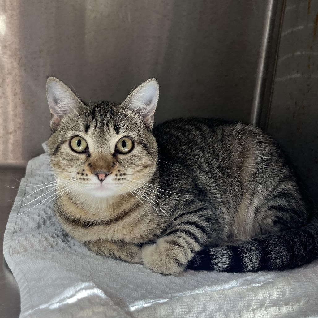 Enlarge Carmel, a Adoptable mixed breed in Englewood, FL image 2/2