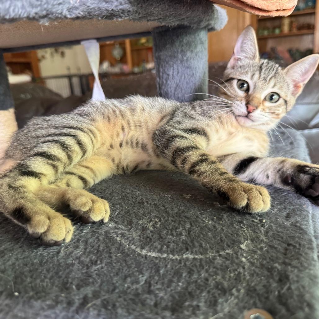 Brinkley, Adoptable, Kitten Female Domestic Short Hair.